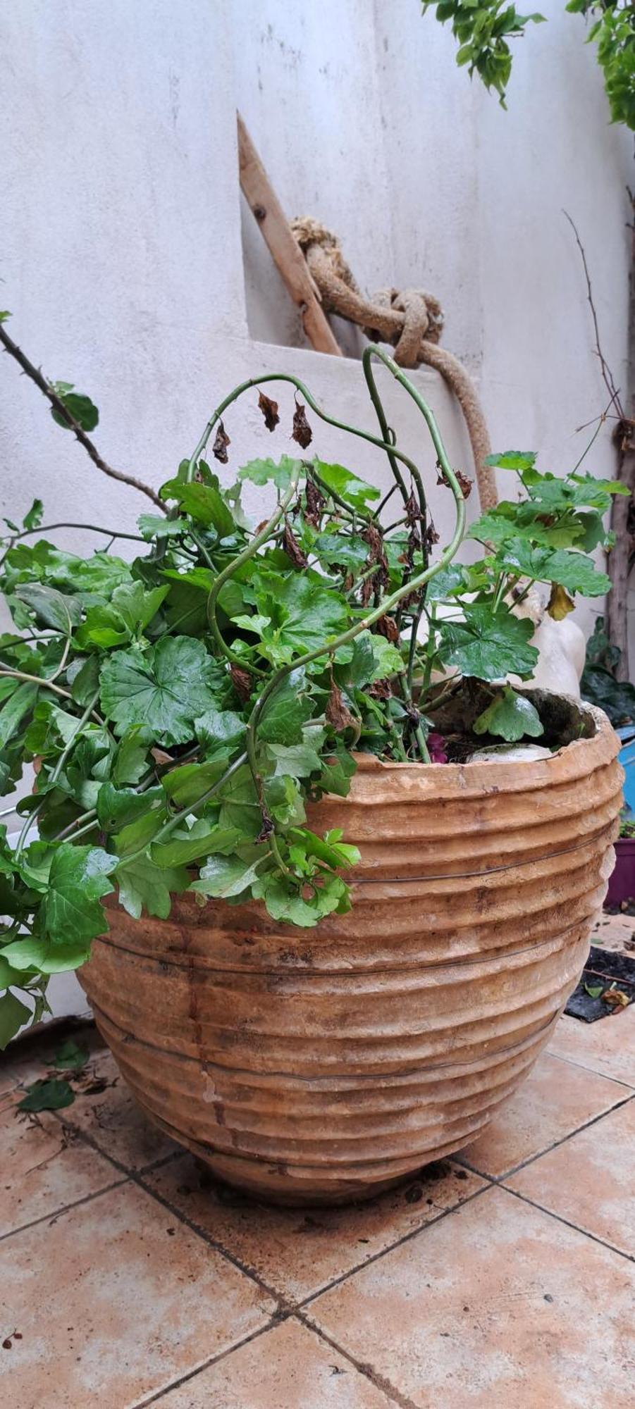 The Garden Of Chios *